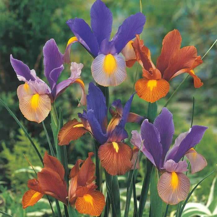 Tiger Iris Mixture