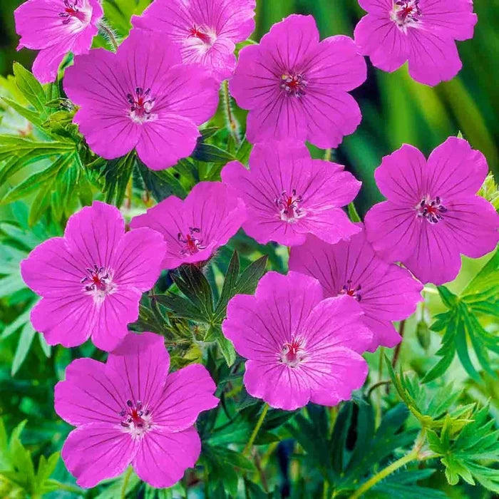 Tiny Monster Hardy Geranium
