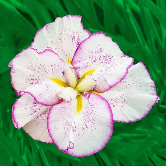 Tiramisu Dinner Plate™  Japanese Iris