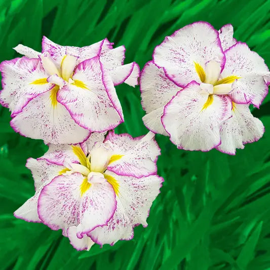 Tiramisu Dinner Plate™  Japanese Iris