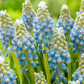 Touch of Snow Grape Hyacinth