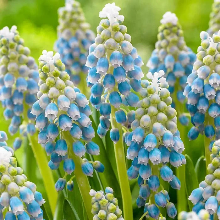 Touch of Snow Grape Hyacinth