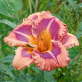 Triple Edged Sword Daylily