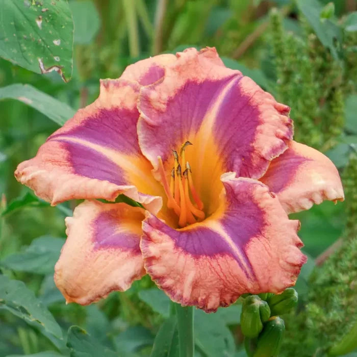 Triple Edged Sword Daylily