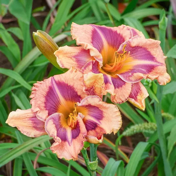 Triple Edged Sword Daylily