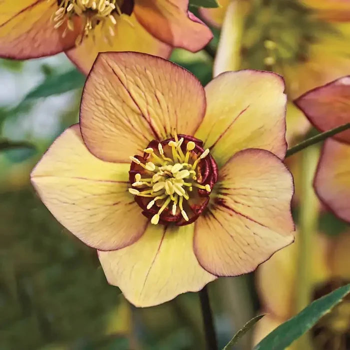 Tropical Sunset Helleborus