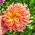Tyrell Dahlia