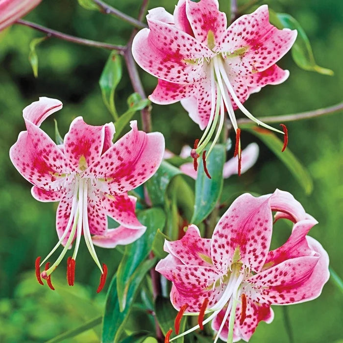 Uchida Lily
