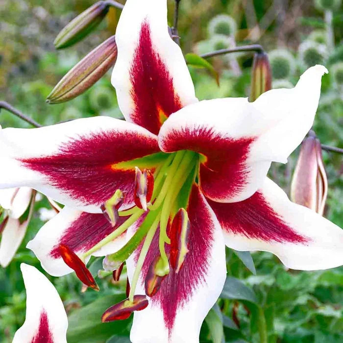Ultimate Lily Tree® Collection