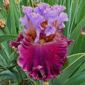 Velvet Revolution Bearded Iris