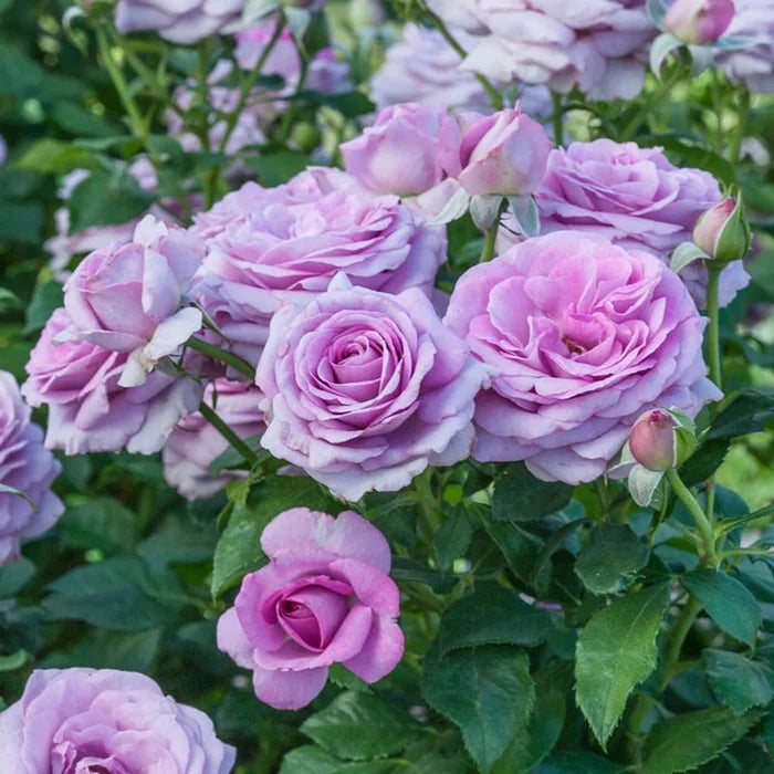 Violets Pride Floribunda Rose
