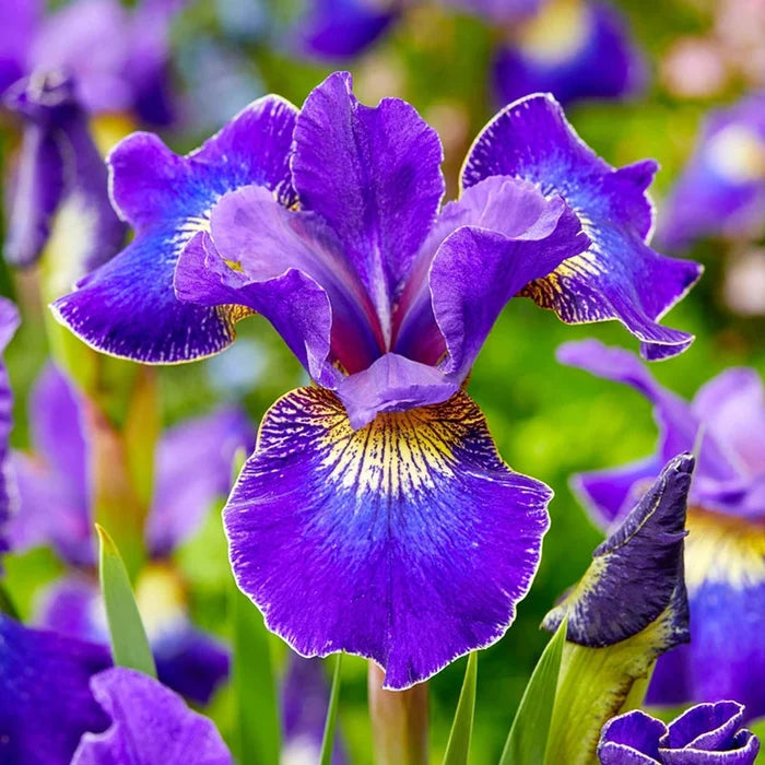 Water Plants Collection