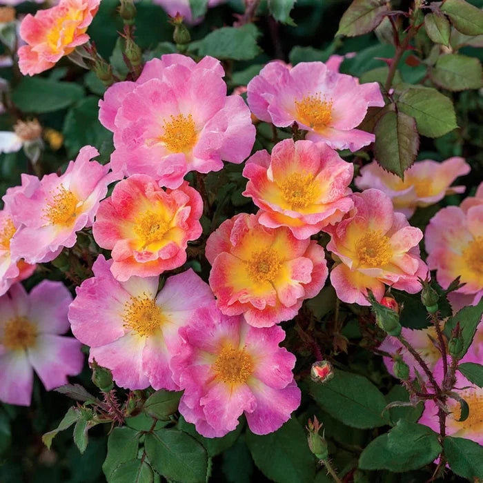 Watercolors Home Run Shrub Rose