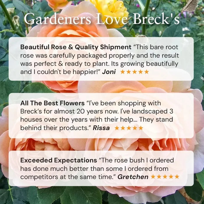 Watercolors Home Run® Shrub Rose