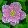 Wedding Crasher Double Helleborus