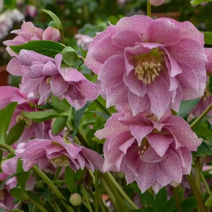 Wedding Crasher Double Helleborus