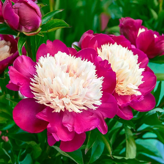White Cap Peony