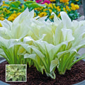 White Feather Hosta