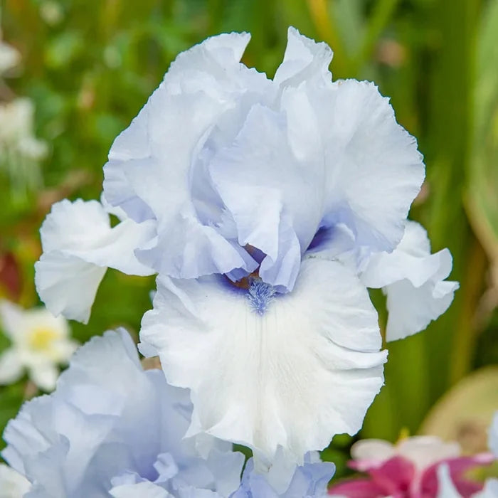 Winter Walz Bearded Iris