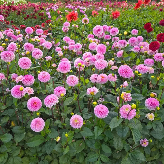 Wizard of Oz Dahlia
