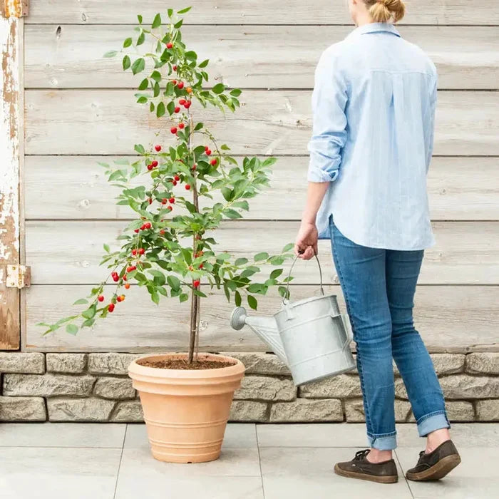 Wowza® Dwarf Cherry