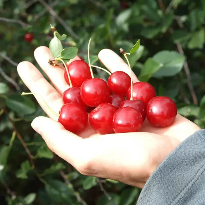 Wowza® Dwarf Cherry