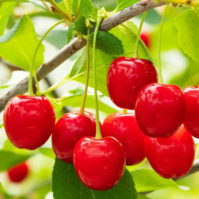 Wowza® Dwarf Cherry