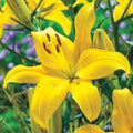 Yellow County Lily