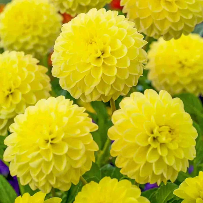 Yellow Heaven Dahlia
