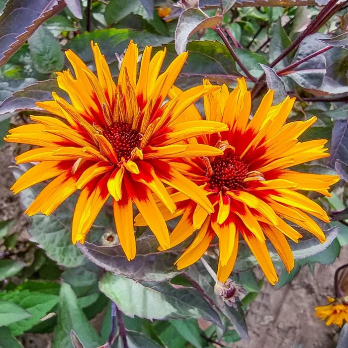 Yellow Spider False Sunflower