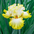 Zesting Lemons Bearded Iris