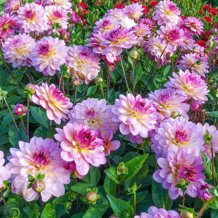 Zingaro Dahlia