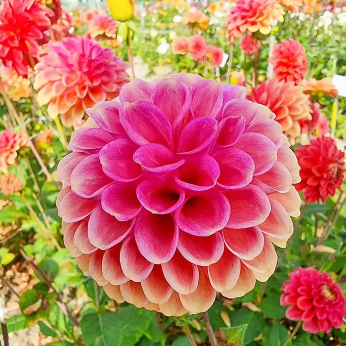 Zundert Mystery Fox Dahlia